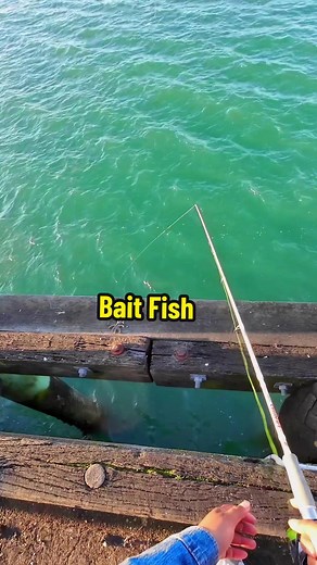 Catching bait fish using the cheapest sabiki from AliExpress! Have you tried it? #fishing #trending #sabiki #baitfish #yellowtail #auckland #aucklandfishing #fishingnz