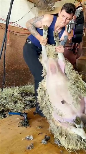 Shearing Sheep: Expert Tips for Successful Sheep Farming