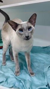 ADOPTED - We have so many other kitties looking for homes though, please still come down!! Meet Haru 😻 Your New Best Friend! 🐾 3.5 years old | Siamese (no papers) | Affectionate & Playful Princess 🐾 Haru is a stunning three and a half year old Siamese girl who’s ready to steal your heart! This sweet lady found her way to Cat Haven after things didn’t work out with the other pets in her previous home. Because of this, Haru is looking for a home where she can be the only animal and be treated l