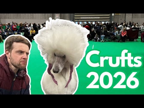 Crufts 2026 | Poodles | Showdogs