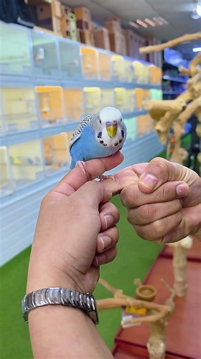 Baby Budgie Hand reared at Birds4U