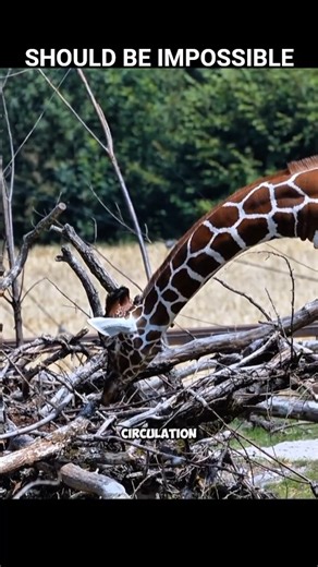 Why Giraffes Don’t Collapse From Their Own Height