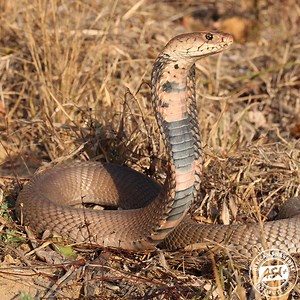 Mozambique Spitting Cobra - ASI