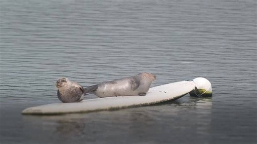 Surfing seals steal the spotlight in Dungarvan
