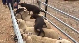 8.3K views · 152 reactions | Browning and Beretta. Second time ever on sheeps backs. Loving it. Absolute naturals | Sandstock Working Kelpies | Facebook