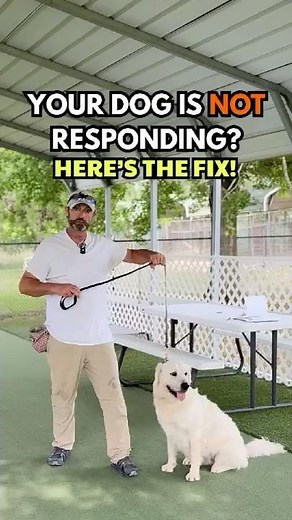 The Leash Correction Mistake You're Probably Making