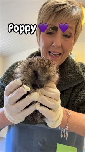 She’s going fantastically well! Finally we are getting rid of all those horrible parasites and she’s gaining weight nicely. It’s hard to imagine how she was even alive with all those parasites! Well done Poppy 💜🦔💜 | Spiny Norman’s Hedgehog Support