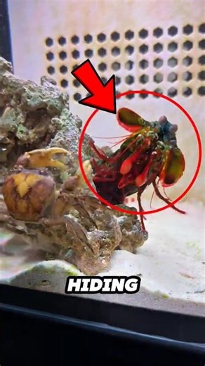 This Tiny Rainbow Sea Creature Punches Harder Than a Bullet?!