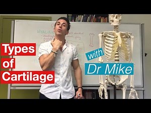 Types of Cartilage