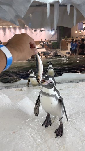 Feeding penguins inside the biggest ocean park in the Philippines! 🐧🌊 Cebu Ocean Park | Lumad Cebuano