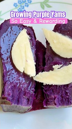 Growing PURPLE YAMS also known as UBE