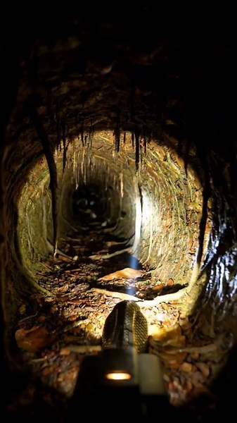 King Cobra POV: Micro Camera Journey Into a Dark Forest Burrow