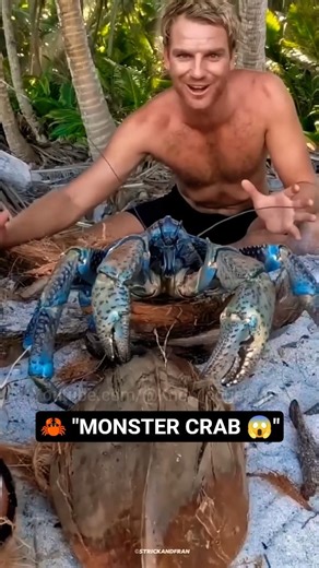 Coconut Crab — The Monster Crab That Climbs Trees 😱 #shorts