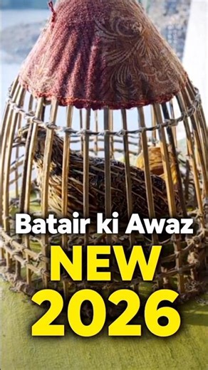 Batair Ki Awaz New 2026,Real Quail Sound HD Shorts#shorts #batair #quailsound#nature#birds#1million