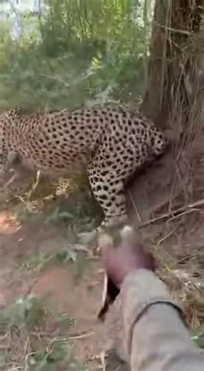 Cheetah Attacks Motorcycle Rider During Slow Motion Turn