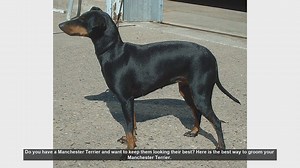 Ultimate Guide to Grooming Your Manchester Terrier