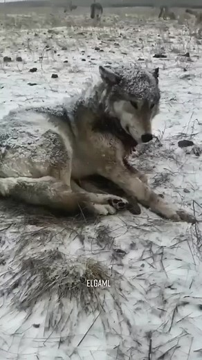 Wolves in the Snow: A Dramatic Winter Scene