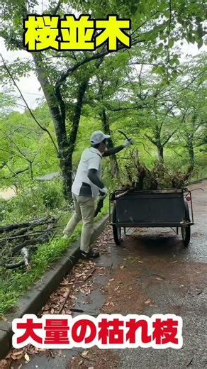 【危険解消⁉️】皆んなの散歩道の桜並木🤩枯れ枝が危険なので、高枝ノコギリでカット😵リヤカーで処分。これで安心😮‍💨 #ボランティア活動 #公園清掃