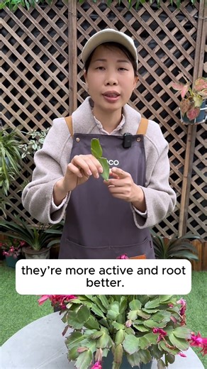 Propagating Cymbidium Orchid from Leaves #gardeningcommunity #gardenloversclub #gardenaddict #gardeners #gardenerslife | Garden Tips