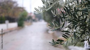 Olive tree branch under the rain.