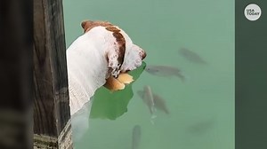 Clever dog uses bread as bait to lure fish in before snatching and releasing his catch
