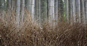 Beautiful Woman Walking Kyoto Bamboo Forest Stock Footage Video (100% Royalty-free) 33541285 | Shutterstock
