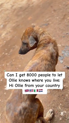 #dog #rescue #dogrescue #usa #uk #animalrescue #animallovers #puppy #rescueefforts