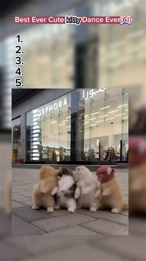 Best Dancing Kittens Compilation