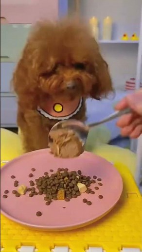 Mini Poodle Mealtime Joy – Cute and Funny Moments! #funnydog #poodlelove