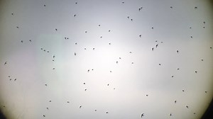 Gibraltar Point Common Swift passage