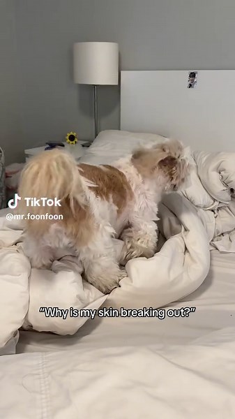 Understanding Dog Skin Breakouts: Causes and Solutions