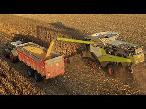 CLAAS 7500 TT au MAÏS avec son cueilleur CAPELLO 10 rangs / MOISSON MAÏS 2021