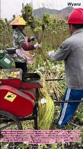 Hemp Fiber Softening Process | Industrial Textile Worker Demonstration