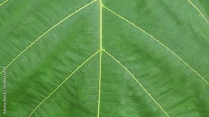 Large green leaves with natural patterns - sap vasculature for growing cotyledons and stems - close-up animation Stock Video
