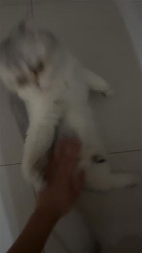 Rubyloo on Instagram: "doing this trend on roobs 😂😂😂 DID IT KNOWING THE RISKS, GOT SMACKED AT THE END BUT ITS WORTH IT HAHAHAHAHA"