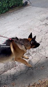 367K views · 3.8K reactions | Reactive German Shepherd fixed. #gsd #reactivegsd #germanshepherd #reactivedog #aggresivedog #DogTrainer #dogtraining #fyp #viral | Big Dog Fellas | Facebook