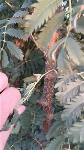 Рябина / Аспленифолия #рябина #питомникрастений #саженцы