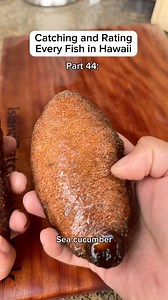 490K views · 3.9K reactions | Catching and Rating Every Fish in Hawai’i part 44: Sea cucumber #catchandcook #spearfishing #diving #seafood #seacucumber | Islandcatchandcook | Facebook