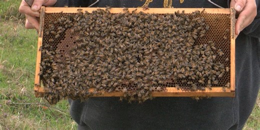 Honeybee colonies dying at highest recorded rate; beekeepers and prices struggling