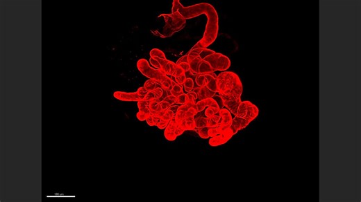 ホーム | Laboratory of Advanced Cosmetic Science 先端化粧品科学（マンダム）共同研究講座