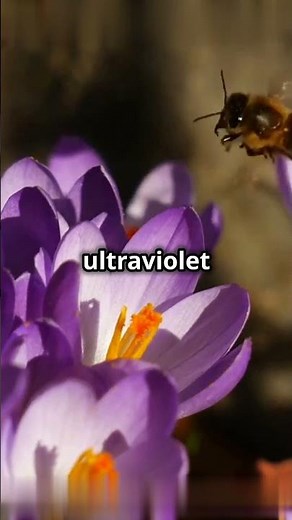 What Colors Do Bees See? 🐝 Test Your Knowledge!