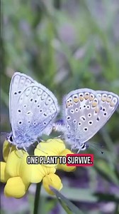 Blue butterflies were born to dazzle.