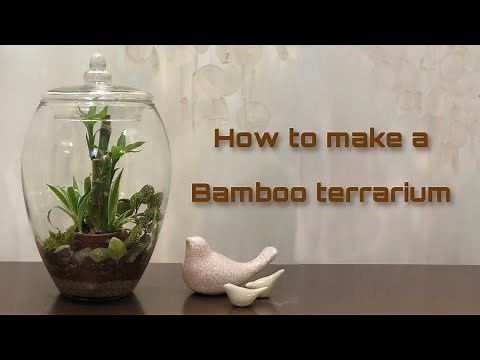 How to make a bamboo terrarium with an easy method
