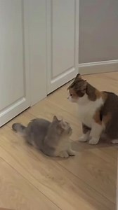 48K views · 5K reactions | "Mom, I can do this better than you..." Brought to you by Nutrition Strength: keeping your pets healthy and happy. | Viral Spell | Facebook