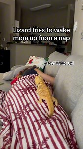 154K views · 4.4K reactions | My bearded dragon was a human in his past life #pets #petlover #petlife #petsofinstagram #petstagram #petlove #cutepets #petgram #petcare #petcommunity #petobsessed #petparents #petphotography #petsoftiktok #petvideos #petfamily #mypet #petdaily #petmoodnf | bougie_beardies | Facebook