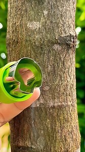 Perfect Graft Spot Made with This Simple Tree Grafting Tool | ManMade