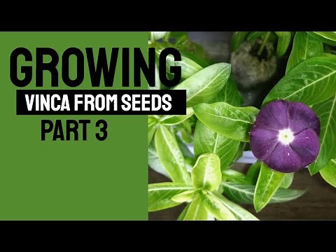 Growing Vinca or Periwinkle from Seeds Part 3