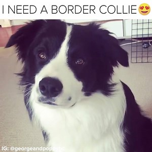 4.4M views · 36K reactions | One day I'll have my very own Border Collie | BuzzFeed Animals | Facebook