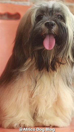 AFRICO DOG BLOG on TikTok