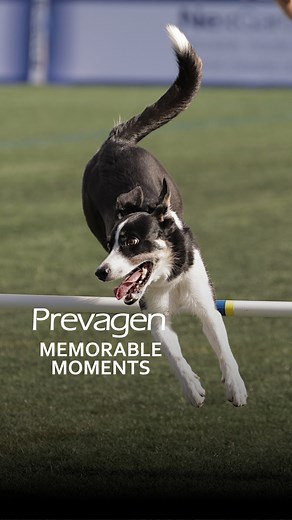 1.1K reactions · 42 shares | Watch Zula the Border Collie win her first AKC Agility Premier Cup in this Memorable Moment! | American Kennel Club | Facebook